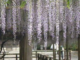 byoudouin-fuji12s.jpg^F@̓
