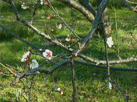 otoumi-kokubunji32s.jpg^~