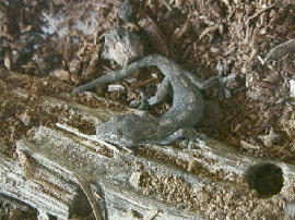 yamori02.jpg