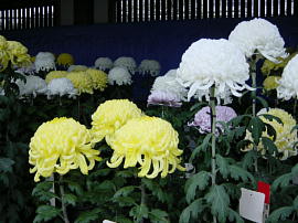 yushima-tenjin25s.jpg^V_̋e