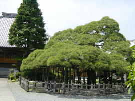 fujieda-kamidenma266s.JPG^莛̃N}c