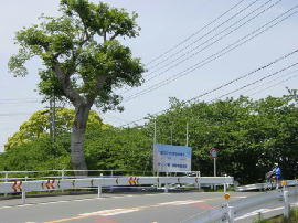 fujieda-shida271s.JPG^uꗢ