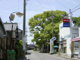 fujieda-sugajinja214s.JPG^{_Ђ̑NX