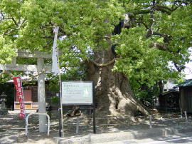 fujieda-sugajinja217s.JPG^{_Ђ̑NX