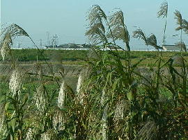 gejo-susuki10s.jpg�^������