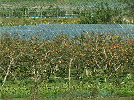 gejo03.jpg�^�͐�~�̊`���E���i