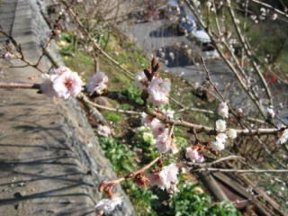 早くも寒桜