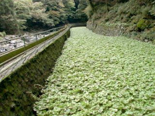 わさび田