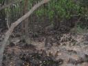 石垣島、マングローブのミニ原生林