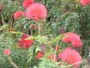 石垣島、パラピドー観光農園の鮮やかな花