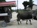 竹富町の牛車（牛のタクシー？）