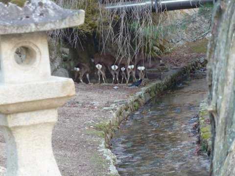 鹿のおしり