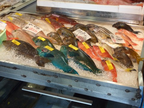 おさなかセンターの魚