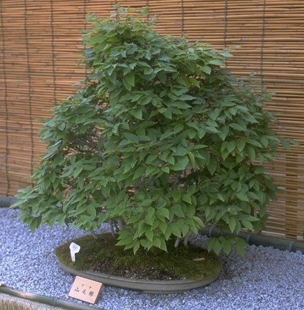 �_�ˎs�����{�����œW������Ă����~��/�S�i