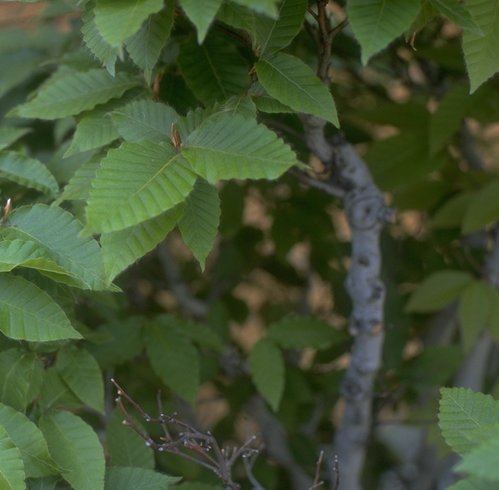 �_�ˎs�����{�����œW������Ă����~��/�g��