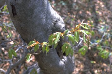 uỉ萁