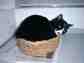 風呂場の猫
