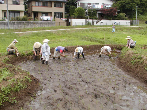 31番田んぼの田植え