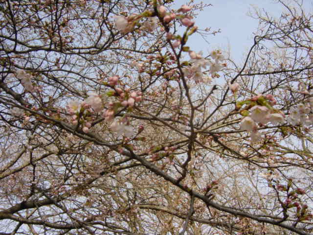 �ڂ݁@���A�͂肳����΂���ɁB�B�B