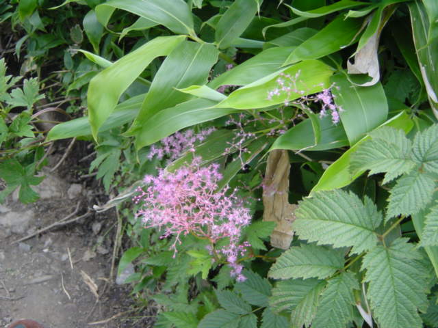 DSC01112.JPG