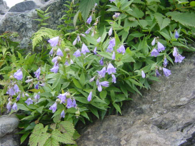 DSC01115.JPG