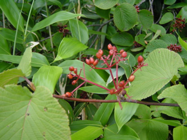 DSC01121.JPG