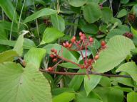 DSC01121.JPG