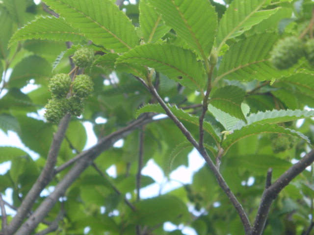 DSC01122.JPG