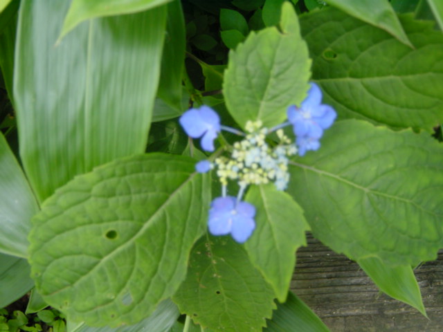 DSC01124.JPG