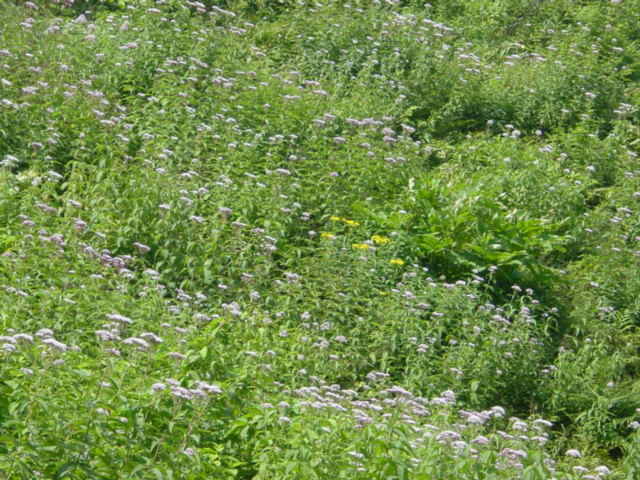 DSC01129.JPG