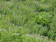DSC01129.JPG