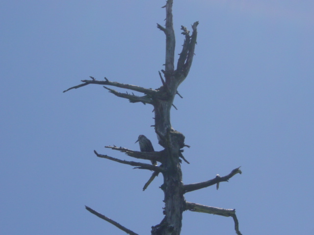 DSC01183.JPG