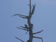 DSC01183.JPG