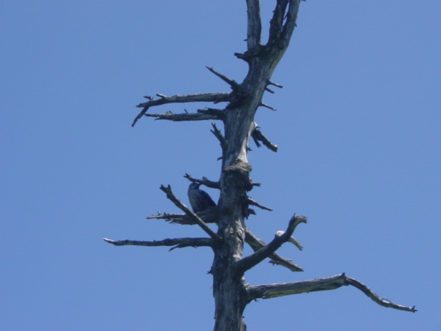 DSC01184.JPG
