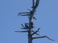 DSC01184.JPG