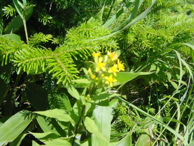 DSC01209.JPG