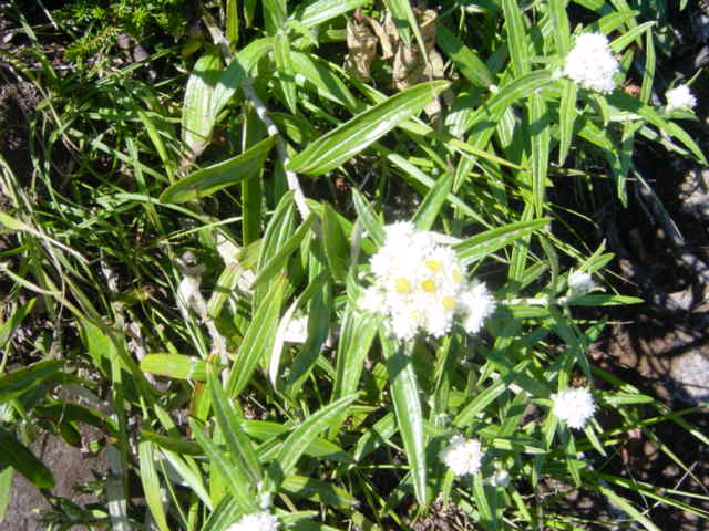 DSC01210.JPG