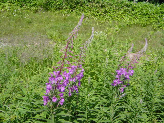 DSC01217.JPG