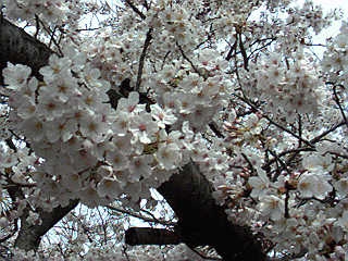 SAKURA