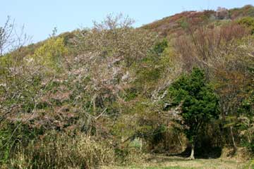山桃と山桜