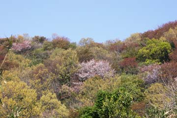 色とりどりの山腹