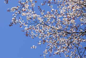 青空に映える山桜