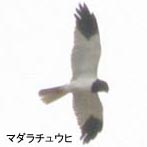 ���`���E�q