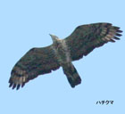 HoneyBuzzard
