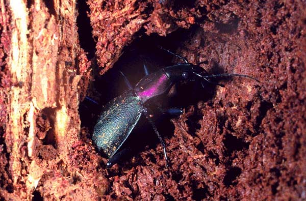 �L�^�J�u��