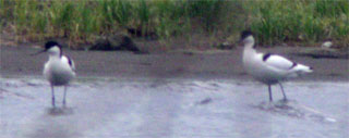 AVOCET