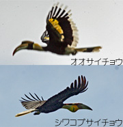 Ғ