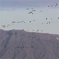 Geese
