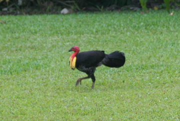 �c�J�c�N��