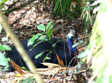 �q�N�C�h��